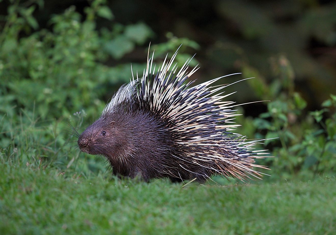 A porcupine