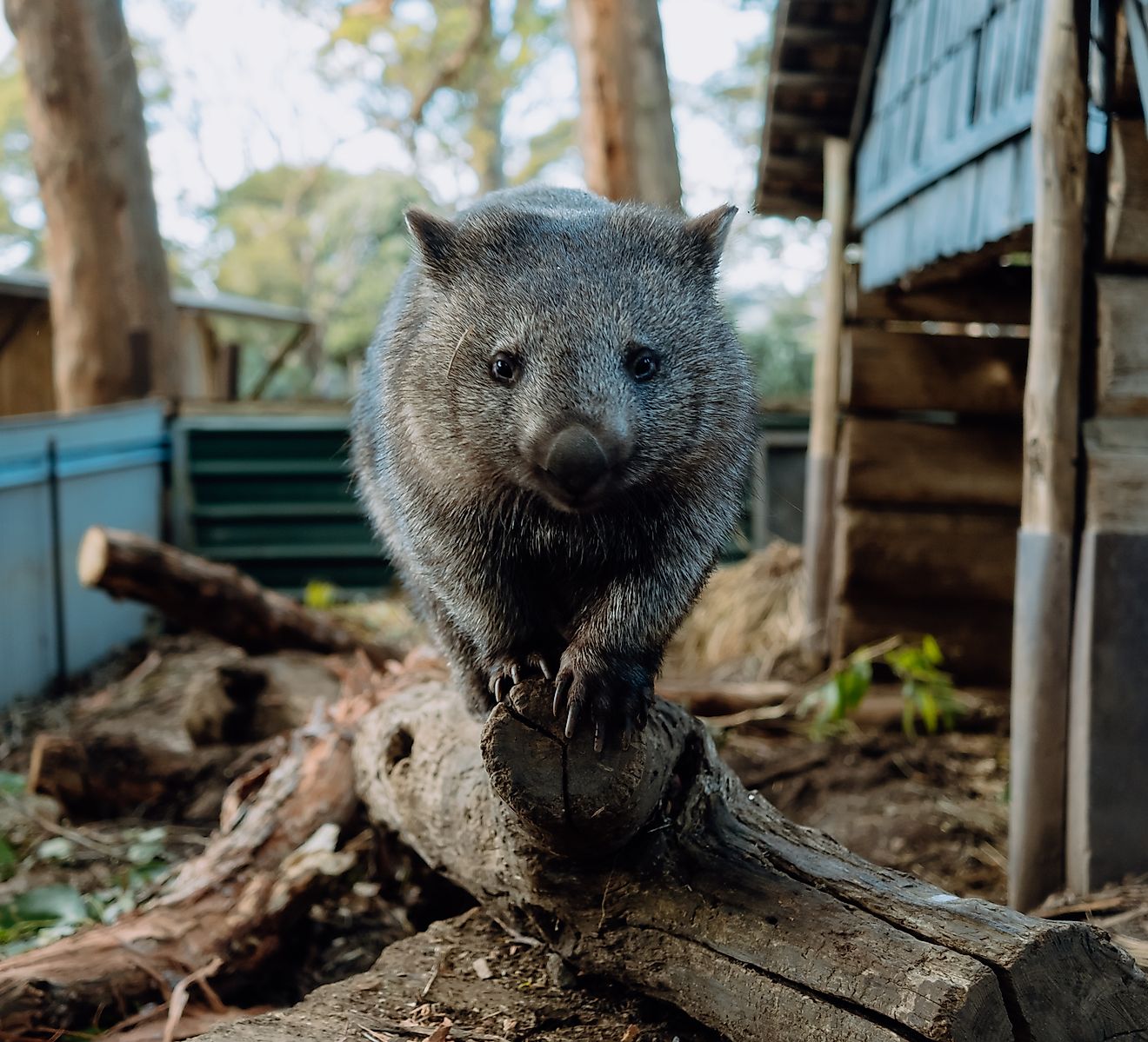 Australian wombat at sanctuary stands on log. Via Shutterstock / Sam Lesnie.