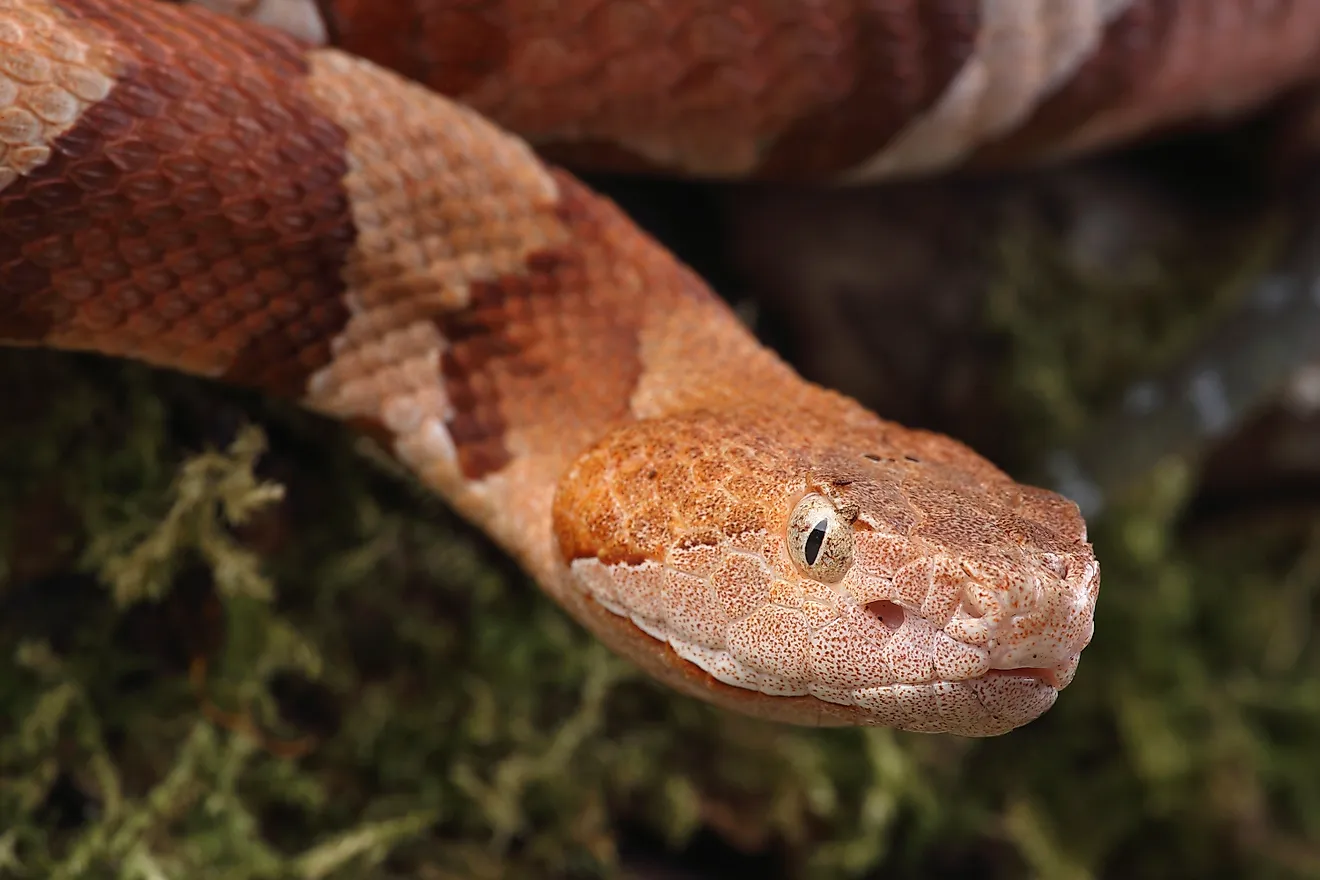 A portrait of an Eastern Copperhead on a tree trunk covered with moss. 