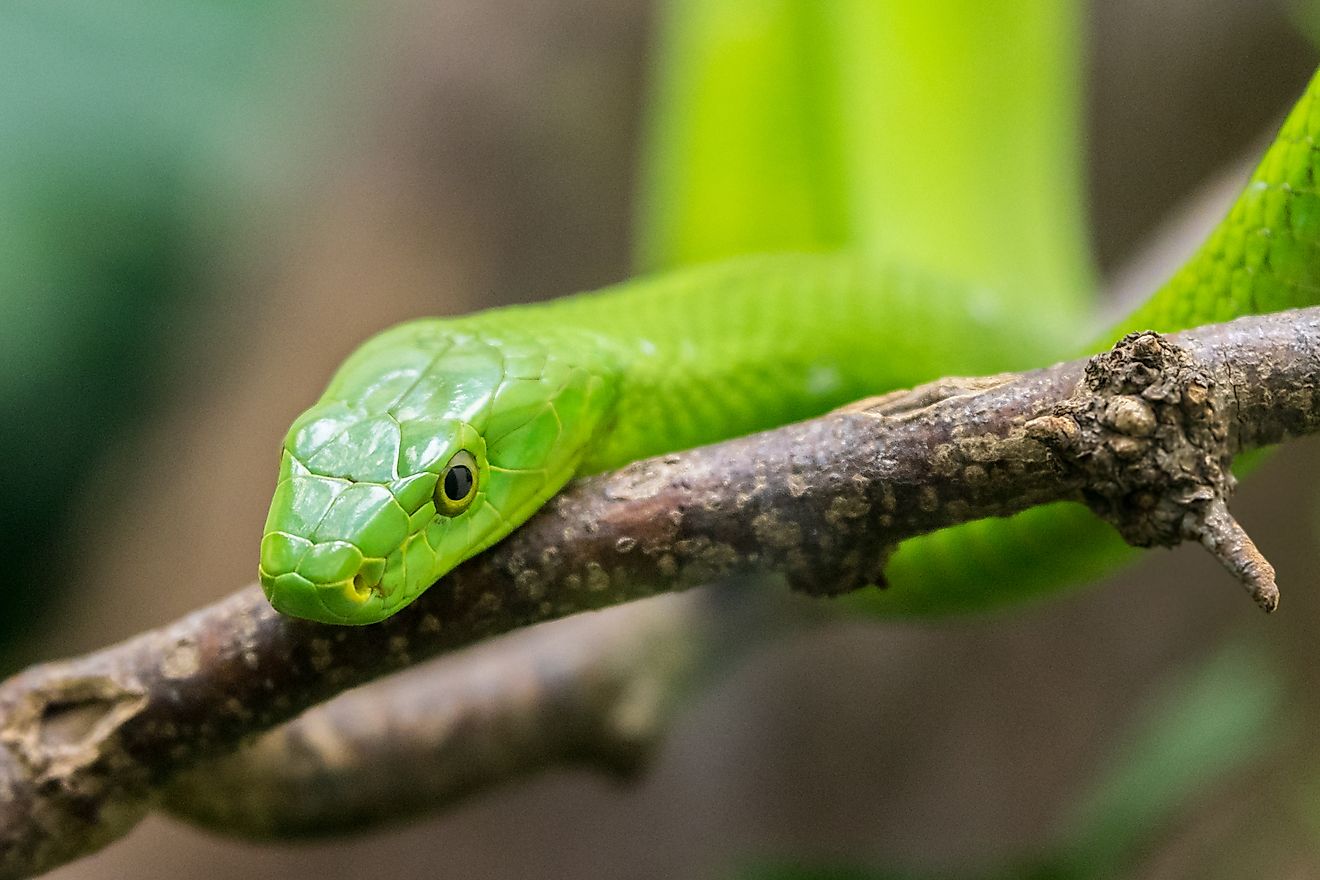 Close-up of a green mamba snake.