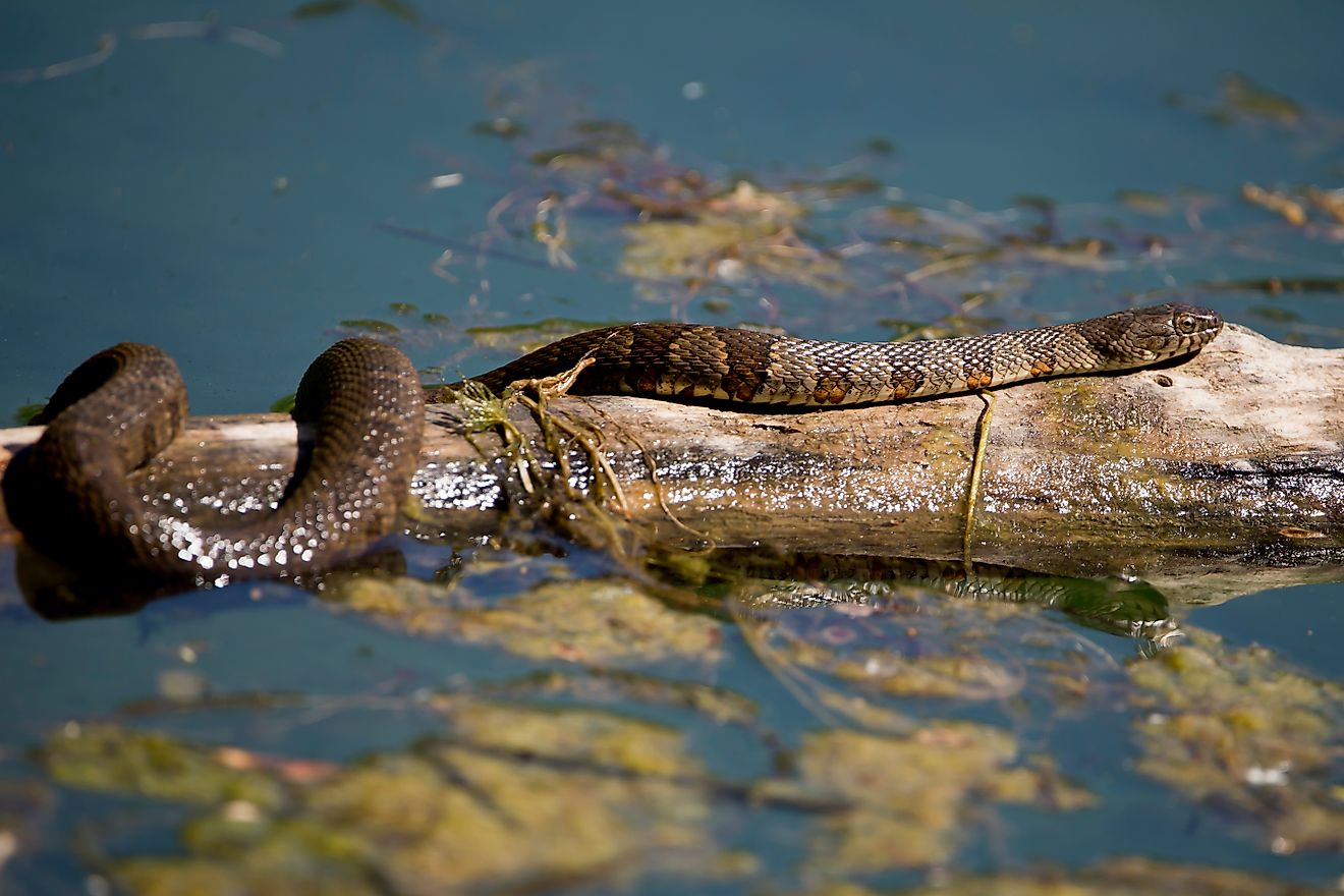 Northern water snake sunning on log in the pond. 