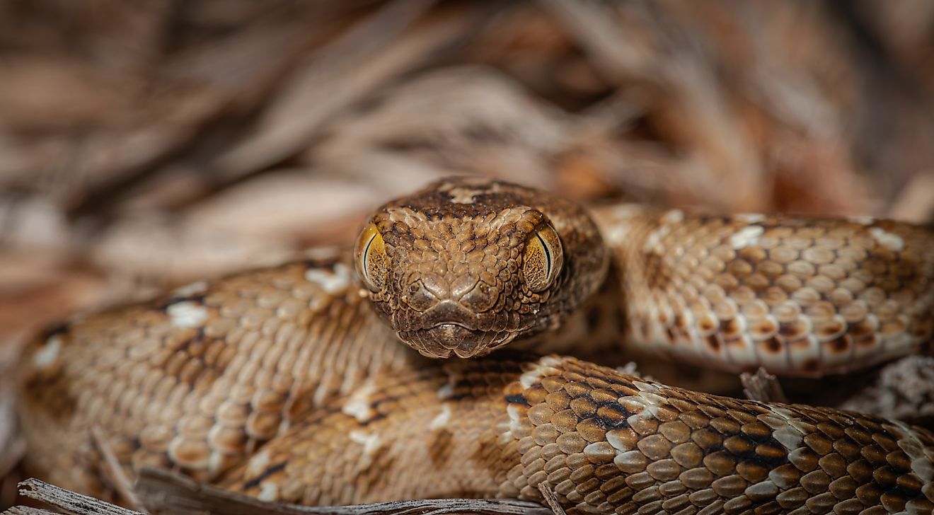 Saw scaled viper one of the most venomous snake in UAE