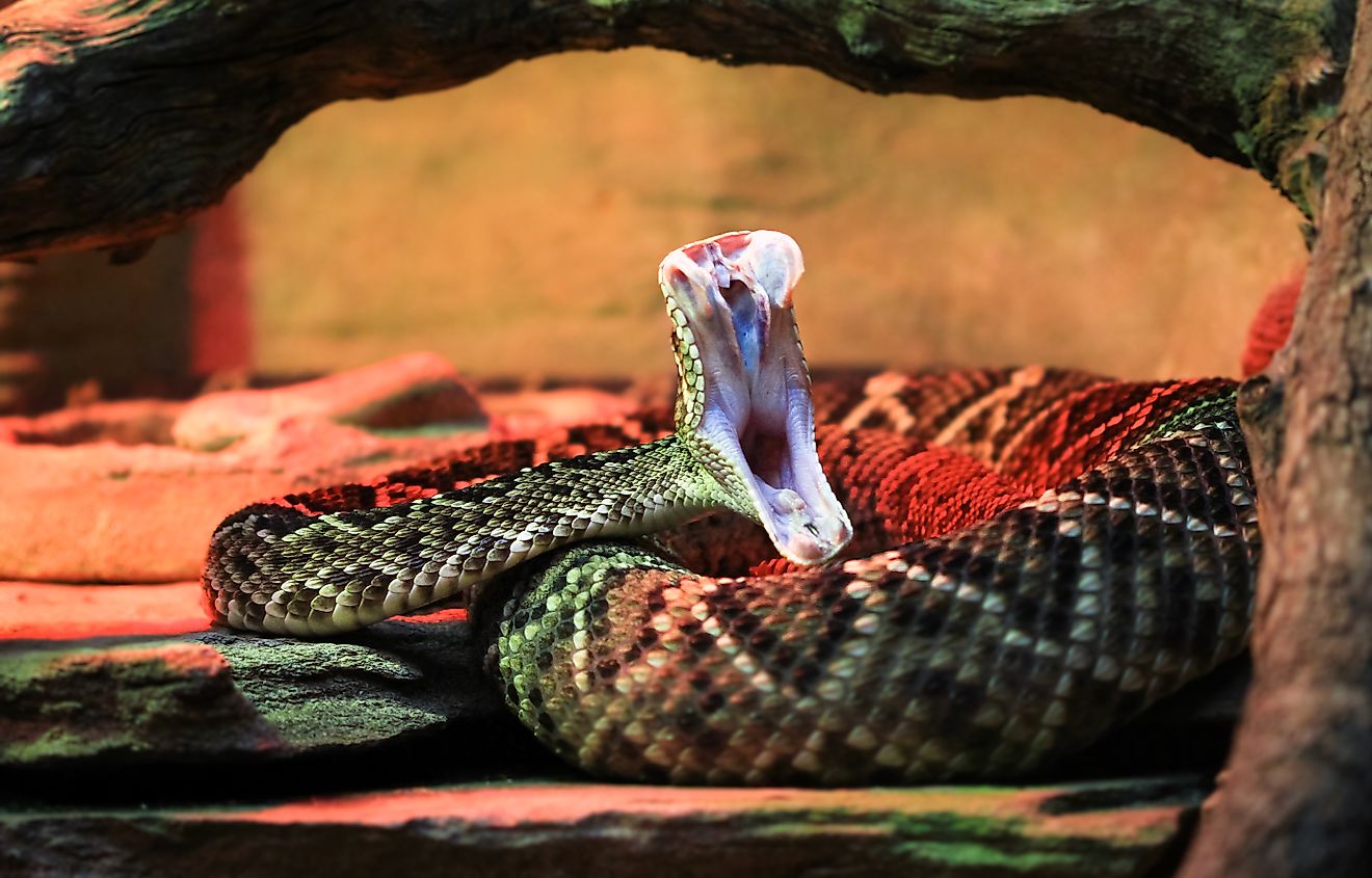 Adult eastern diamondback rattlesnake (Crotalus adamanteus).