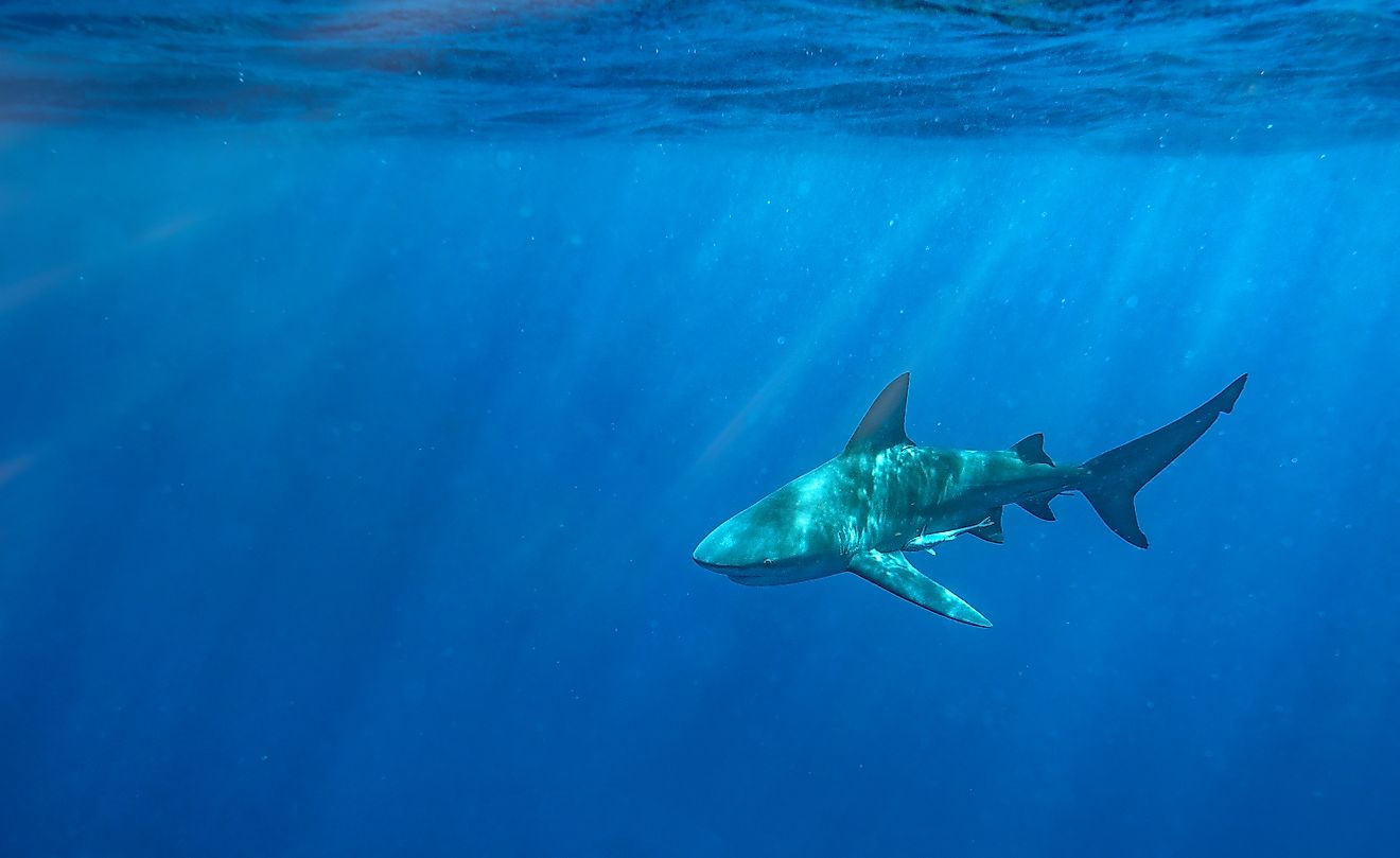 A bull shark off the coast of Florida. Credit: Harry Collins Photography / Shutterstock