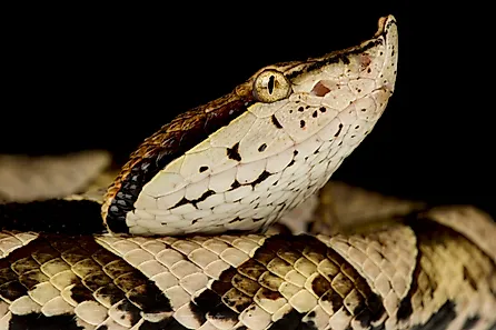 A sharp-nosed viper (Deinagkistrodon acutus)
