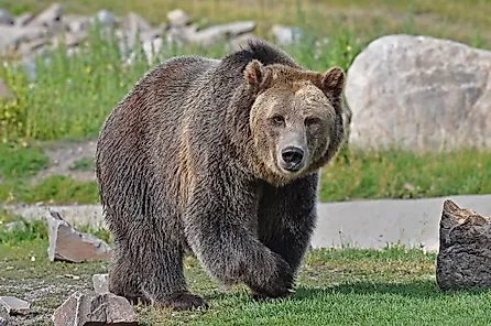 Grizzly Bear Walking. 
