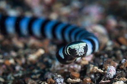 Banded sea kraits (Laticauda colubrina)