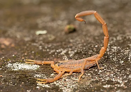 A striped bark scorpion (Centruroides vittatus)