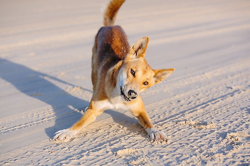 A dingo (Canis familiaris)