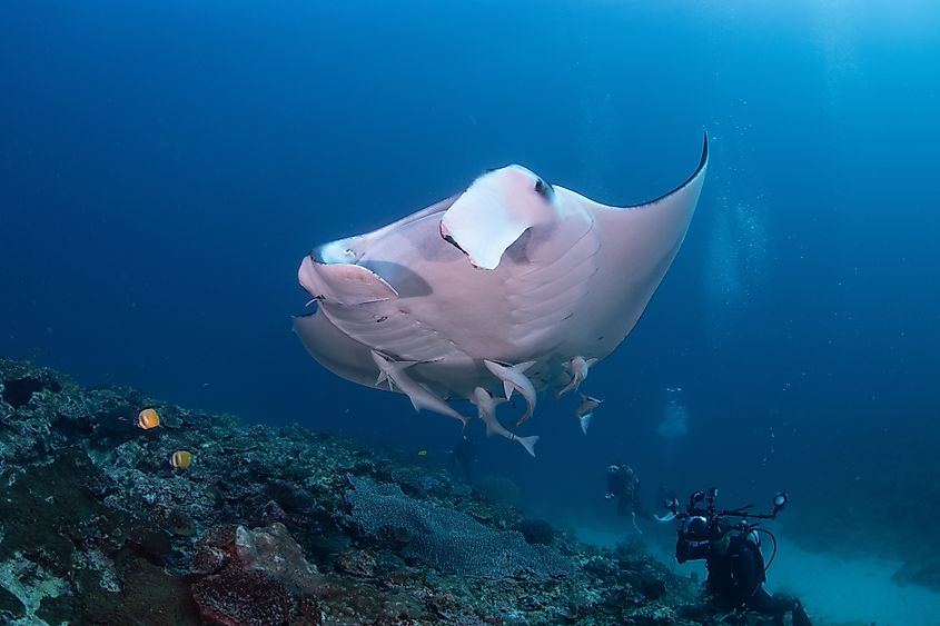 A giant manta ray (Mobula birostris)