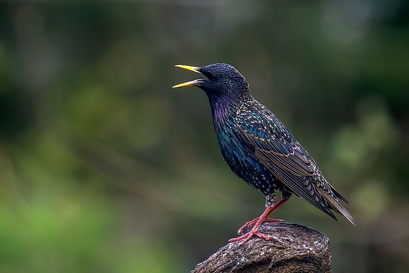 A European starling showing its glossy, iridescent plumage.