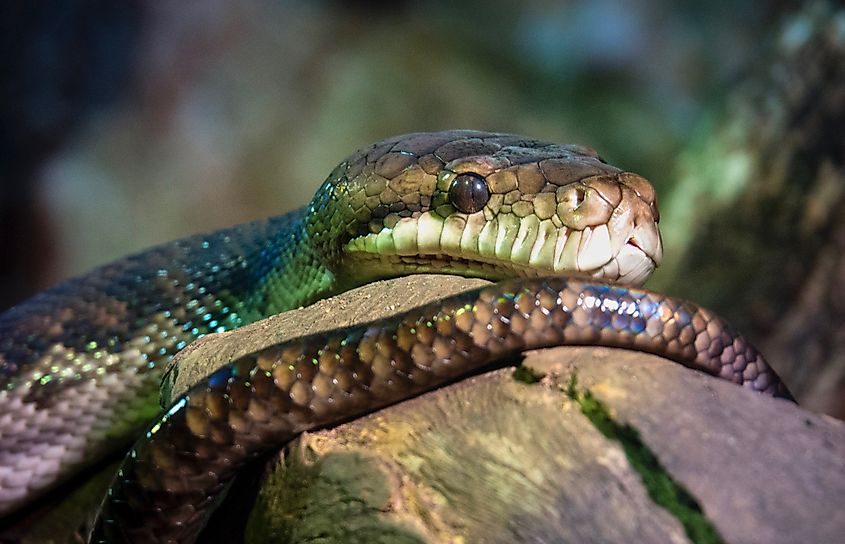 A scrub python (Simalia kinghorni)