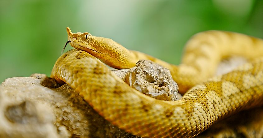 An eyelash viper (Bothriechis schlegelii)