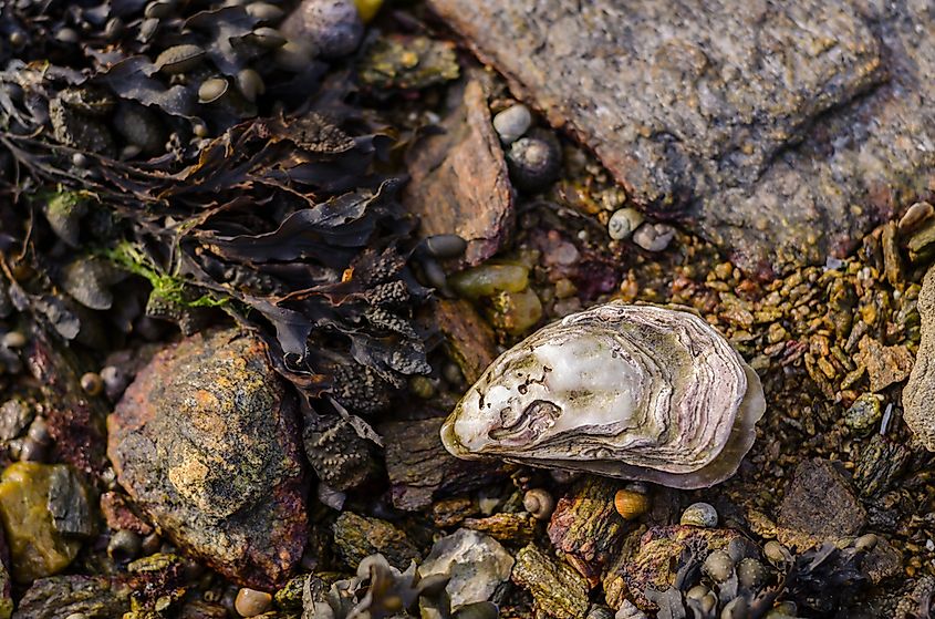 Oysters, which are bivalves with two shells