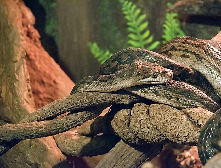 A scrub python (Simalia kinghorni)