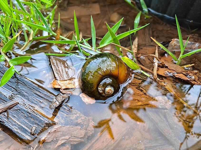 A freshwater snail