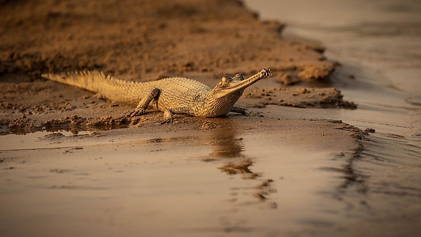 A one-year-old gharial enjoys the sun by the Chambal River, in Uttar Pradesh (India)