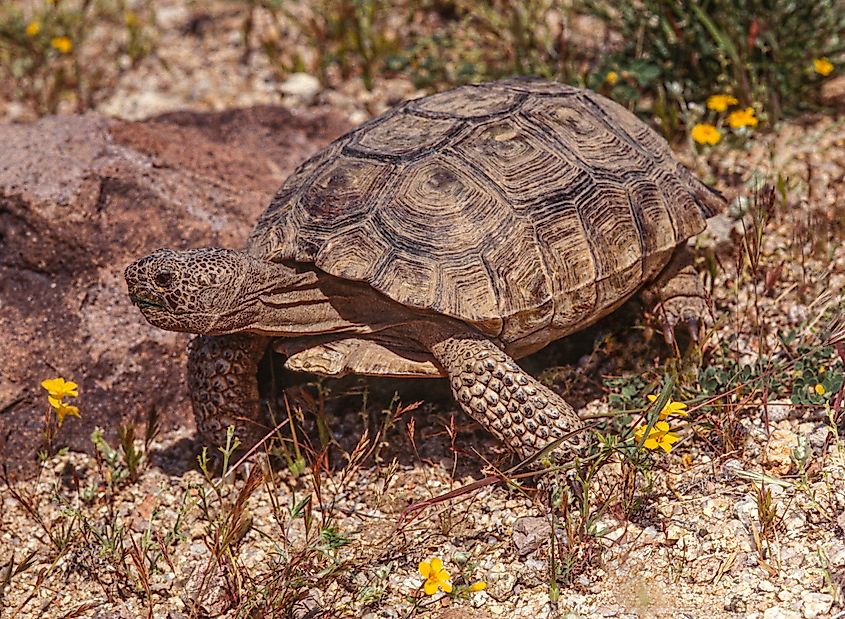 A desert tortoise (Gopherus agassizii)