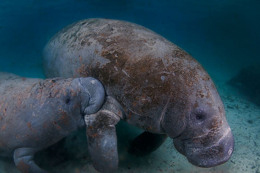 A manatee calf nursing from its mother