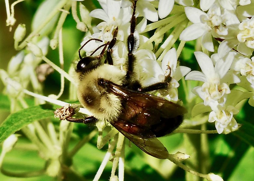 A rusty patched bumblebee (Bombus affinis)