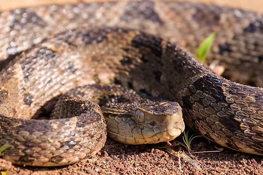 A Fer-de-lance snake