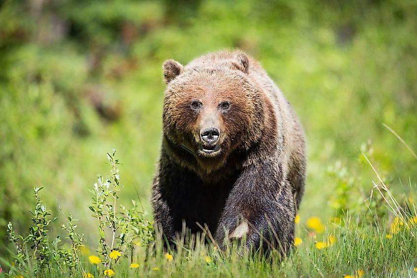 A grizzly bear standing in a grassy clearing.