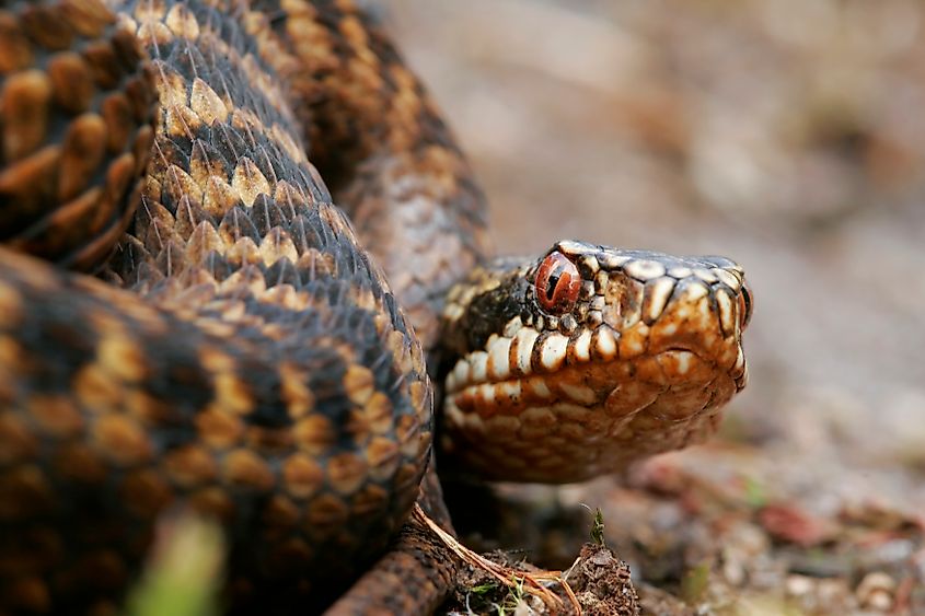 A European adder (Vipera berus)