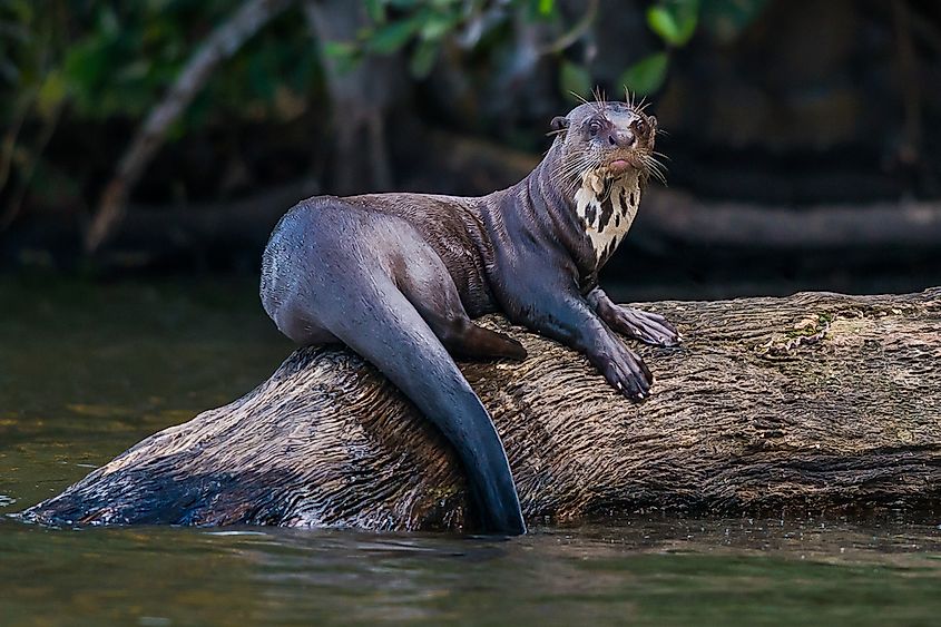 A giant otter.
