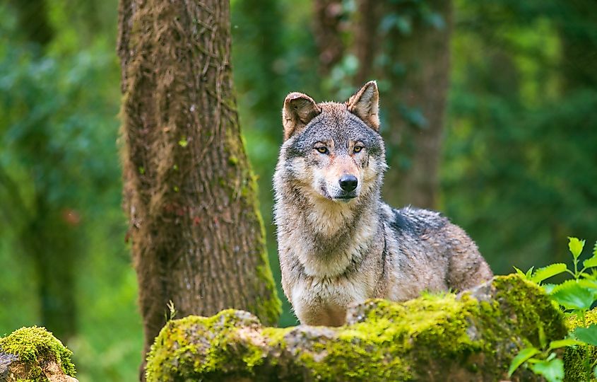 Gray wolf