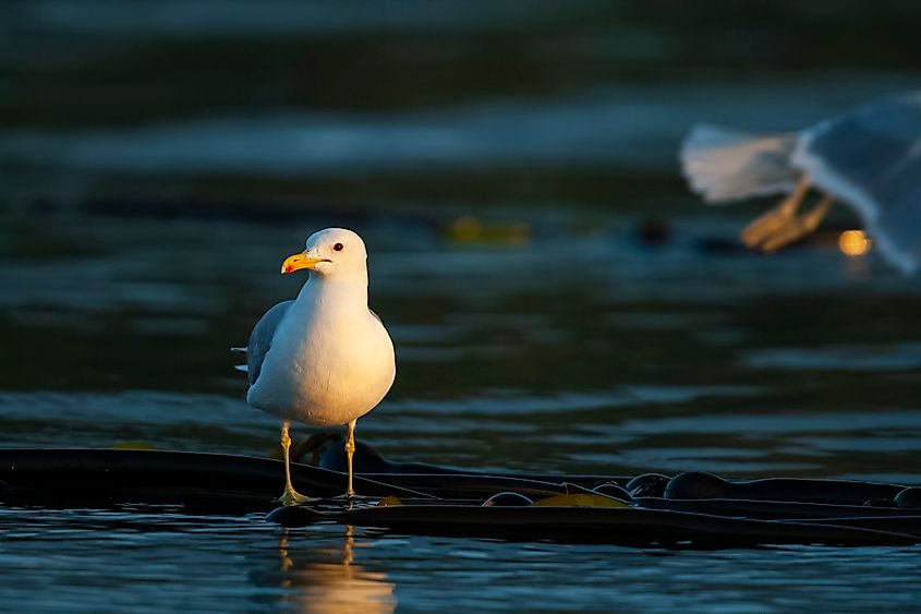 A California gull (Larus californicus)