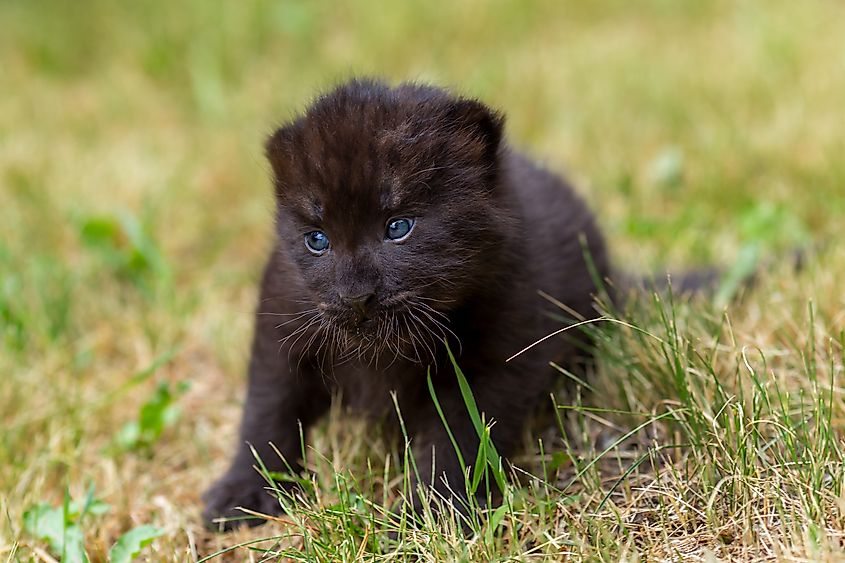 A black panther cub