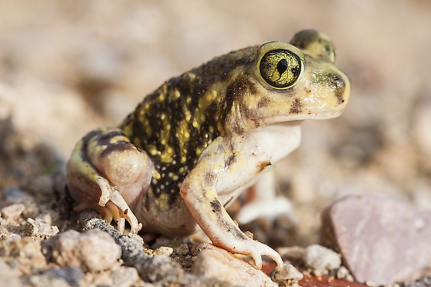 A Couch's spadefoot toad.