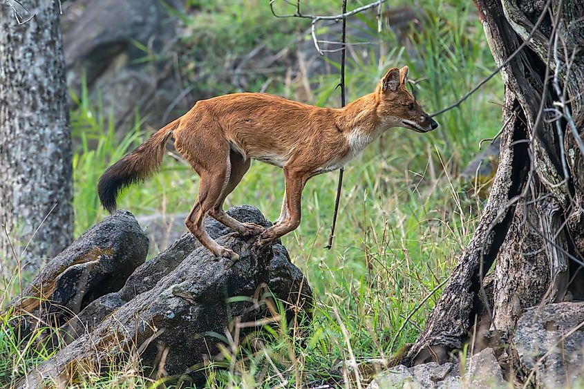 A dhole (Cuon alpinus)