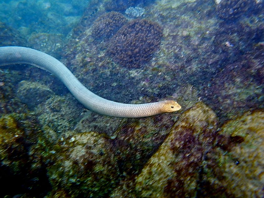 An olive sea snake (Aipysurus laevis)