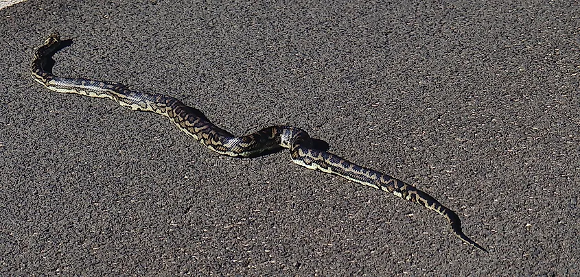 Large carpet python crossing a bitumen road in southwest Western Australia