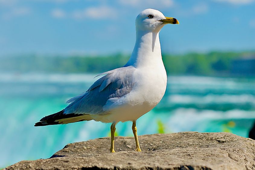A seagull near Horseshoe Falls