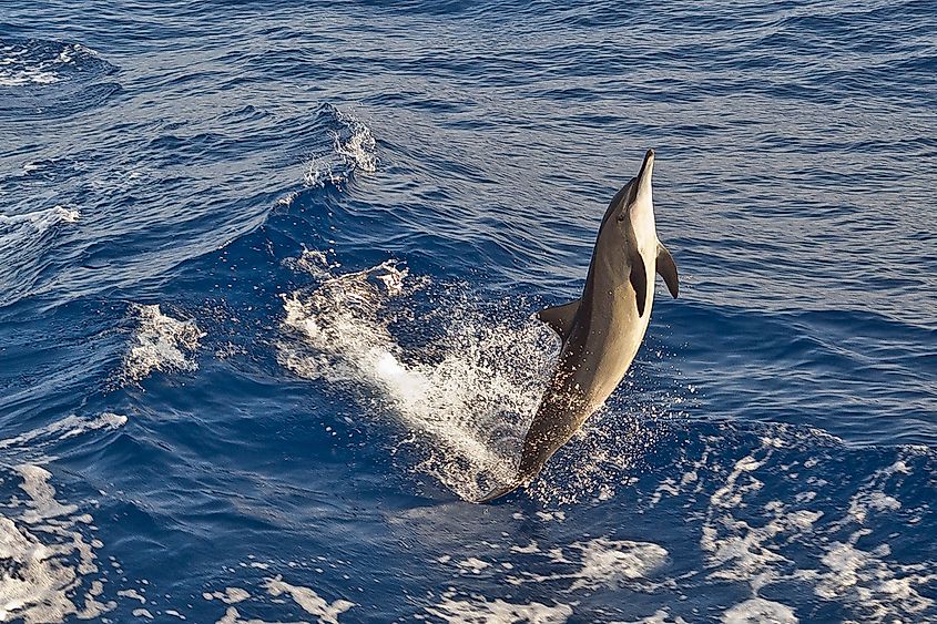 A spinner dolphin leaping from the water.