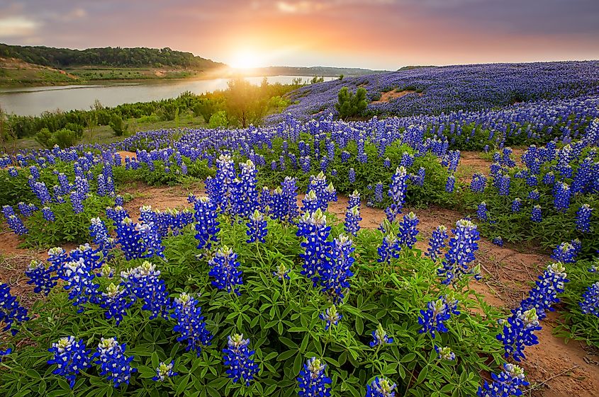 A view of blooming bluebonnets along the lakeshore in the Texas Hill Country