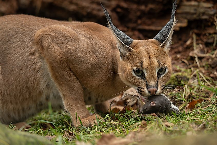 A caracal eating a rat