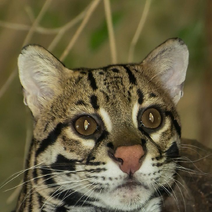 An ocelot in a Brazilian rainforest.