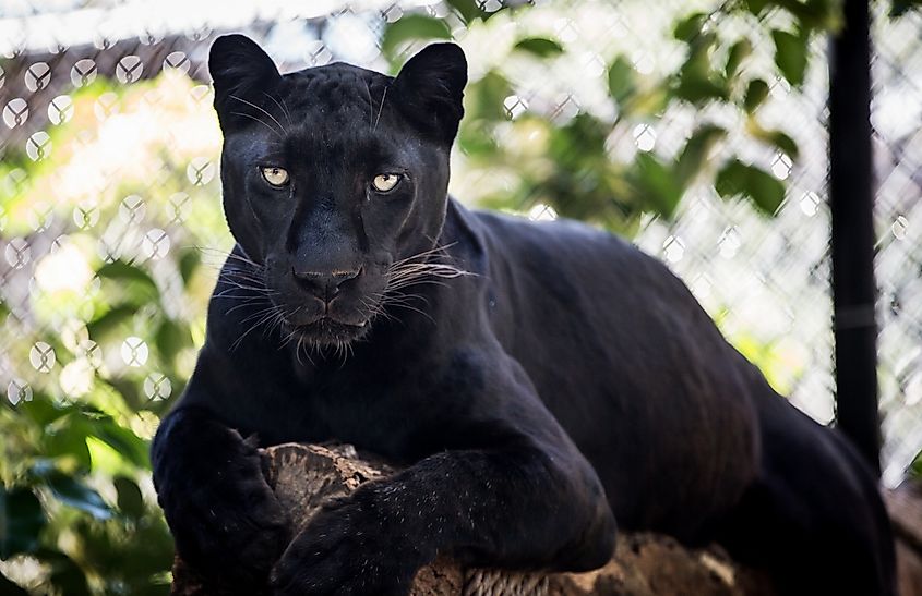 A black panther