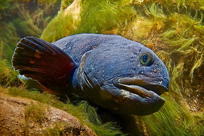 An Atlantic wolffish (Anarhichas lupus)