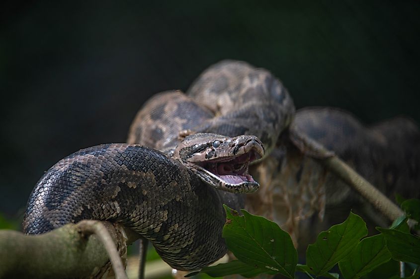 An Indian python (Python molurus)