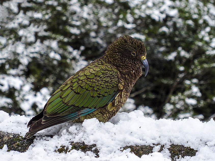 A kakapo (Strigops habroptilus)