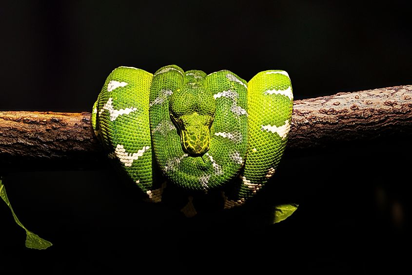 Coiled up emerald tree boa. 