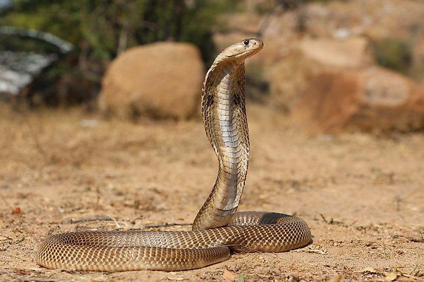 An Indian cobra (Naja naja)