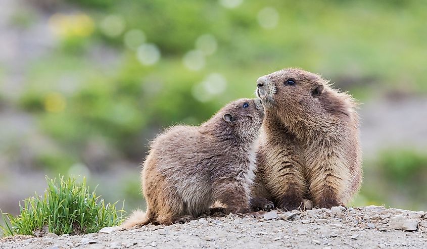 Olympic marmots, parent and youngster