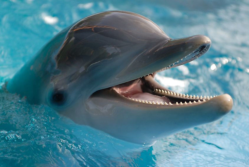 A bottlenose dolphin (Tursiops truncatus)
