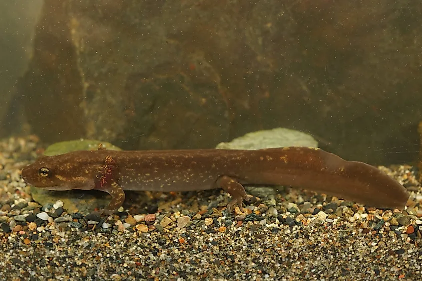 A coastal giant salamander (Dicamptodon tenebrosus)