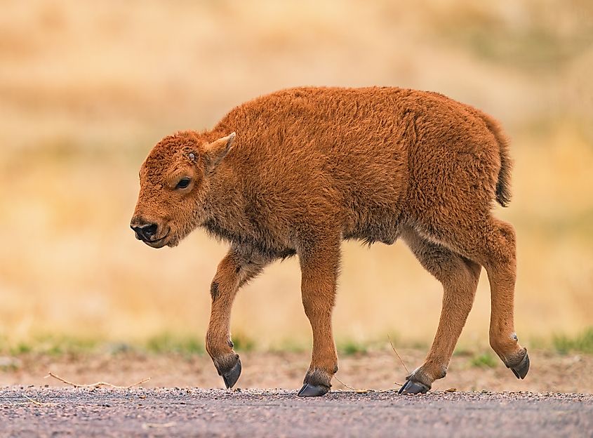 An American bison calf
